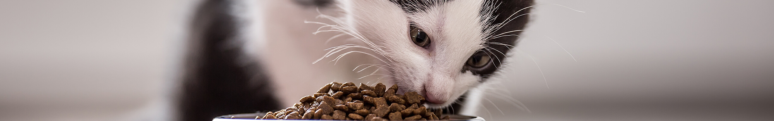 Dale a tu gatito una alimentación adecuada