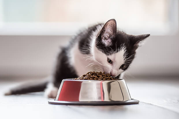 Dale a tu gatito una alimentación adecuada