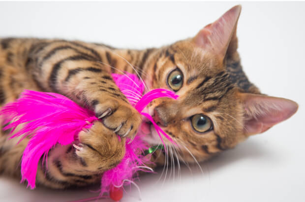 Aprende a hacer un dispensador de premios (treats) para gatitos
