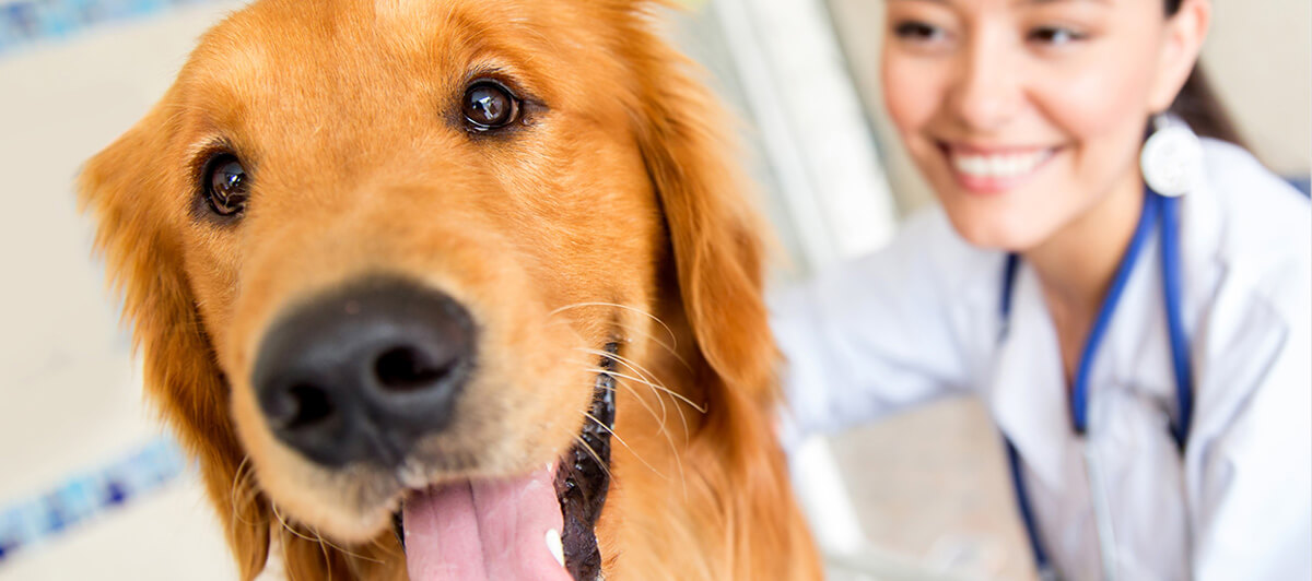 Guía para el cuidado de tu perro