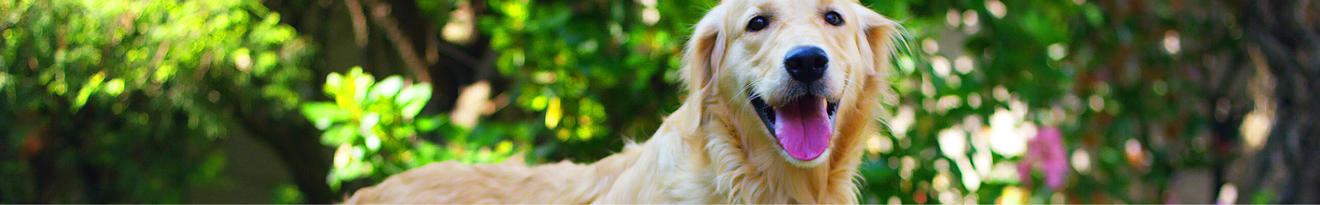 Conoce sobre los cuidados para tu perro mayor de 7 años