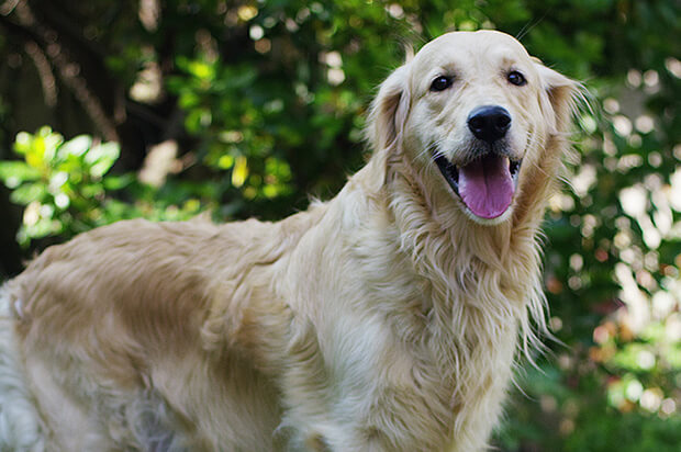 Conoce sobre los cuidados para tu perro mayor de 7 años