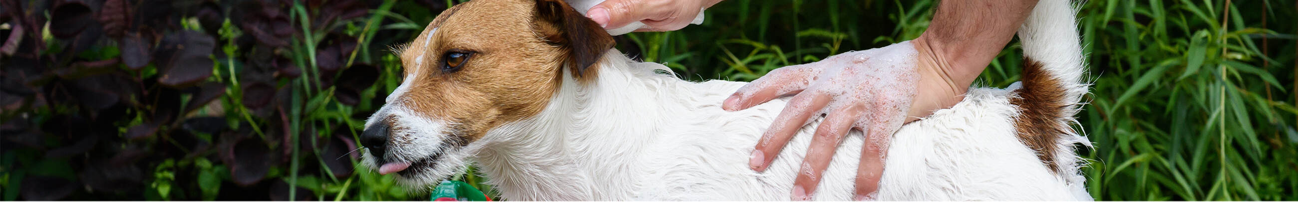 Cómo hacer que tu perrito huela bien