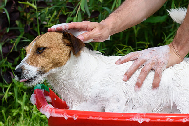 Cómo hacer que tu perrito huela bien