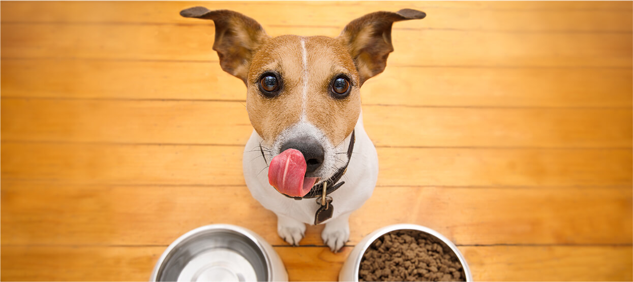 Consejos de nutrición para perros de razas pequeñas