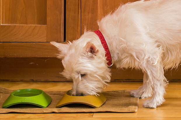 Consejos de nutrición para perros de razas pequeñas