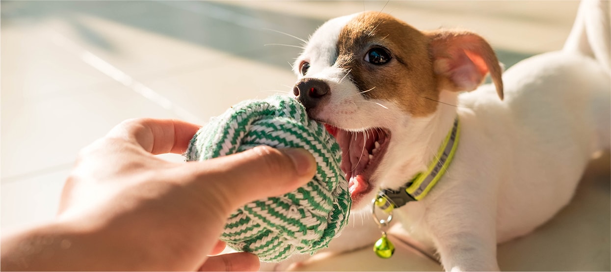 Los mejores juguetes para tu perro