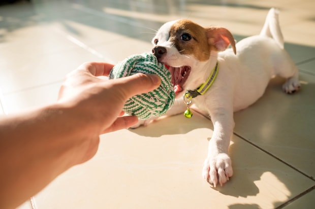 Los mejores juguetes para tu perro