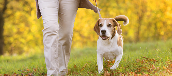 Diviértete paseando a tu perro