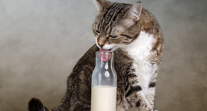 ¿Es buena la leche de vaca para tu gatito?