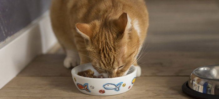 Alimenta a tu gato según su edad