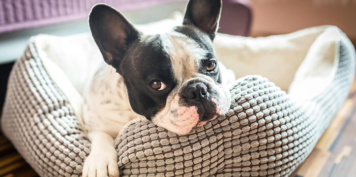 Síntomas de aburrimiento en los perros y cómo prevenirlos