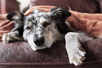 Síntomas de aburrimiento en los perros y cómo prevenirlos