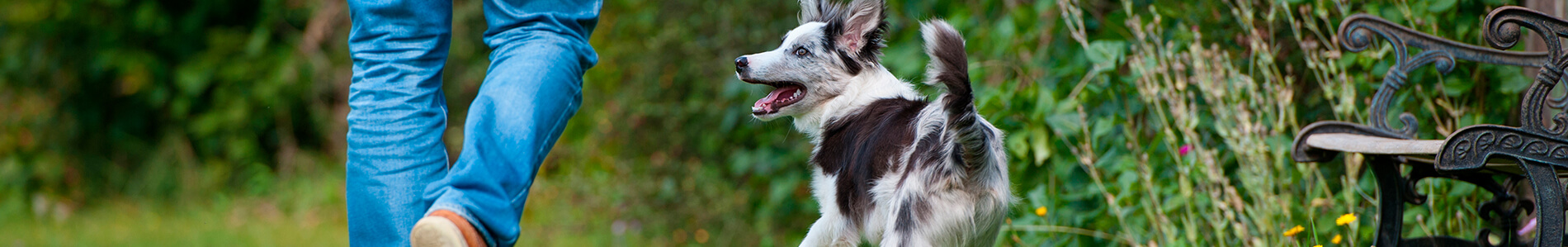 Entrenamiento básico para perritos