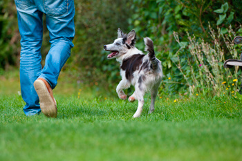 Entrenamiento básico para perritos