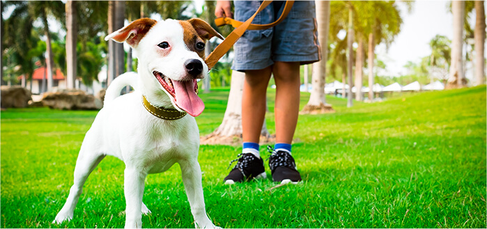 Entrenamiento básico para perritos