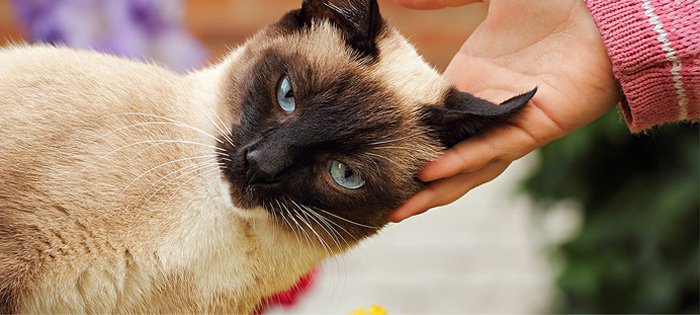 lenguaje_corporal_gato_1