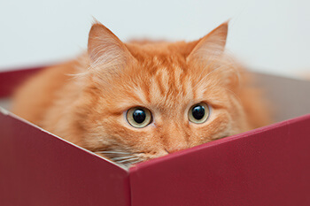 ¿Por qué a los gatos les gustan las cajas de cartón?