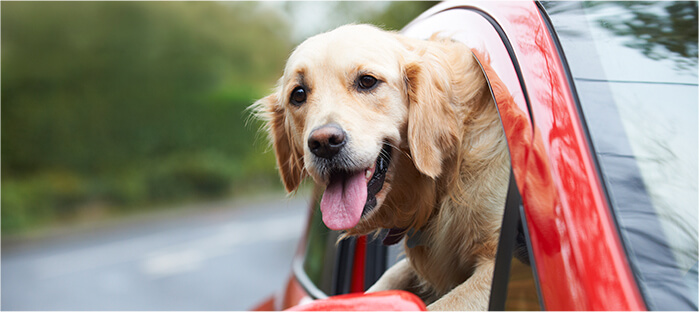 Cómo llevar a tu perro en tu auto