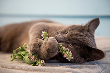 Plantas adecuadas para tu gato