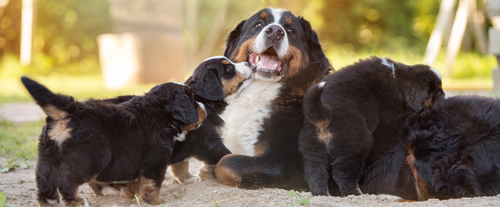 cachorros_madres_1