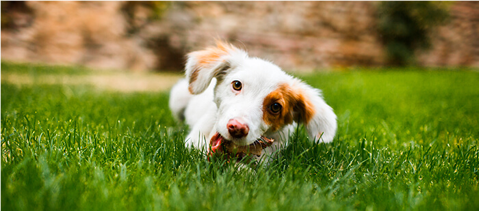 ¿Mi perro puede comer carne?