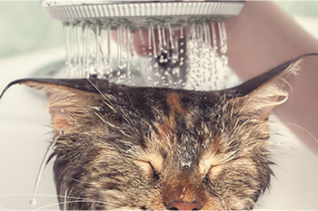 ¿Cómo bañar a tu gato?