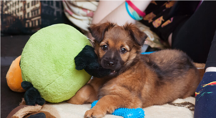 Regalos hechos por ti para tu mascota este San Peluchín