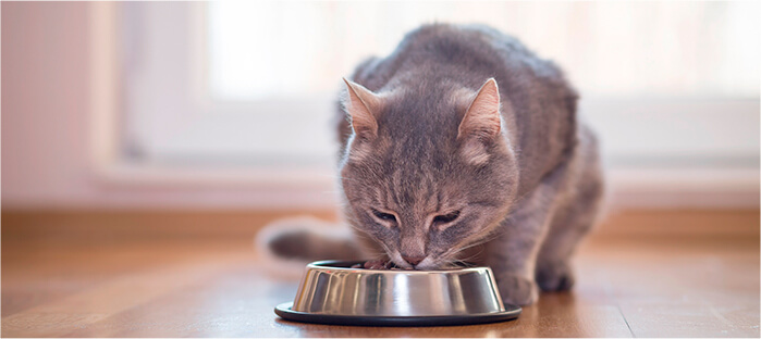 ¿El plato de mi gato debe estar siempre lleno?