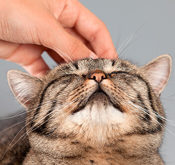 Consejos para cuidar los dientes de tu gatito