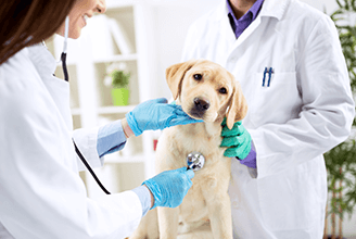 Enfermedades más comunes en perritos