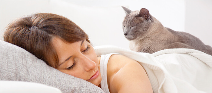 Muchos gatos duermen en el vientre o encima de su dueño