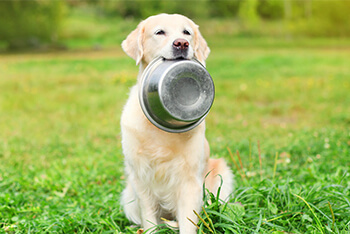 7 razones por las que tu perro puede perder el apetito