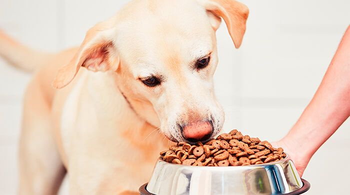 ¿Cuándo cambiar el alimento de tu perro?