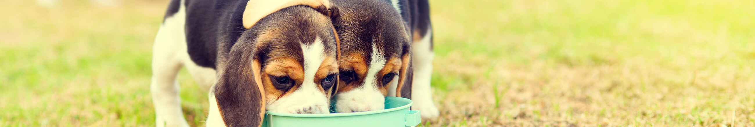 ¿Cuándo cambiar el alimento de tu perro?