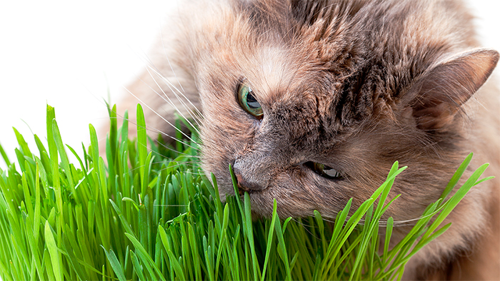 ¿Por qué mi gato come hierba?