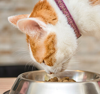 Aspectos que debes saber al alimentar a tu gato