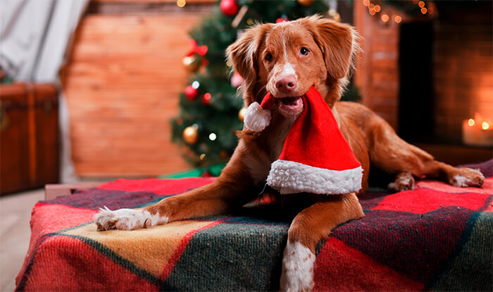 Alimentos navideños que son malos para tu perro