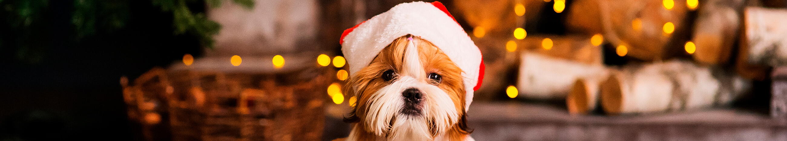 Alimentos navideños que son malos para tu perro