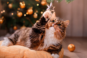 Cómo evitar que mi gato destruya la decoración navideña
