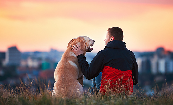 9 Consejos para Afrontar la Pérdida de un Compañero Canino